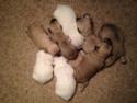 Miniature Schnoodle Litter for Sale.  Male and Female Pups Available and Ready!  They Will Look Like Perfect Teddy Bears for Life!  The Mixed Breed Puppies are Located in Iowa.